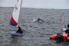 toppers_dolphin_03