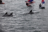 toppers_dolphin_04