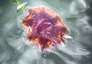 jellyfish004